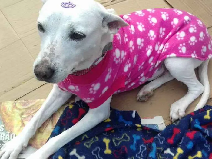Cachorro ra a SRD idade 2 anos nome Branca