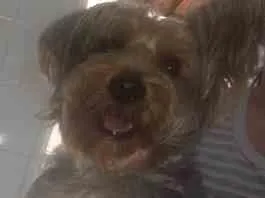 Cachorro raça yorkshire idade 2 anos nome flora