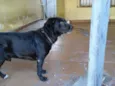 Apolo