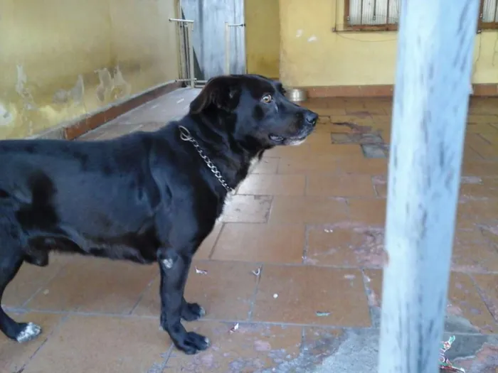 Cachorro ra a Indefinida idade 6 ou mais anos nome Apolo