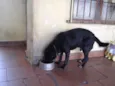 Apolo