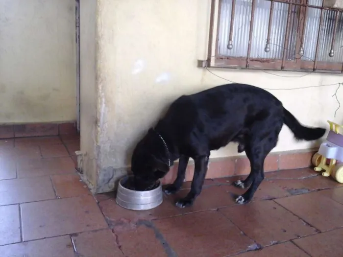 Cachorro ra a Indefinida idade 6 ou mais anos nome Apolo