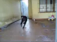 Apolo