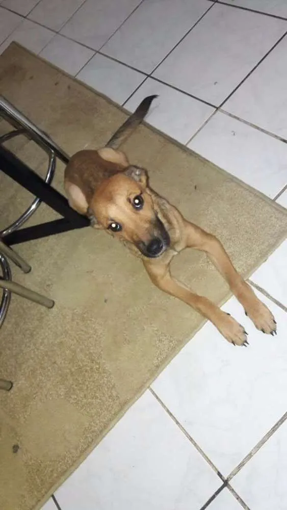 Cachorro raça Vira lata idade 7 a 11 meses nome Sara