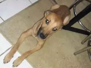 Cachorro raça Vira lata idade 7 a 11 meses nome Sara