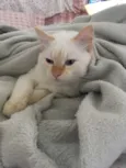 Cato