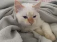 Cato