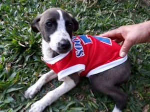 Cachorro raça SRD idade 2 a 6 meses nome VARIOS