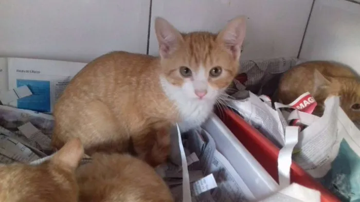 Gato raça srd idade 2 a 6 meses nome Nicky