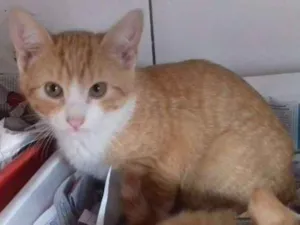 Gato raça srd idade 2 a 6 meses nome Nicky