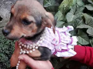 Cachorro raça SRD idade 2 a 6 meses nome Alice