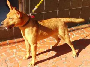 Cachorro raça Mestiça idade 7 a 11 meses nome Kiara