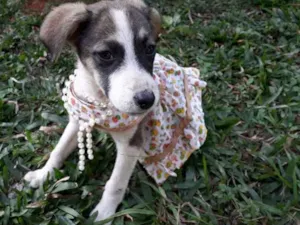 Cachorro raça SRD idade 2 a 6 meses nome Charlote