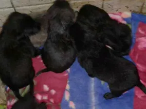 Cachorro raça Vira-lata idade Abaixo de 2 meses nome Filhotes