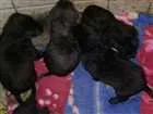 Cachorro raça Vira-lata idade Abaixo de 2 meses nome Filhotes