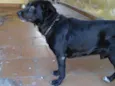 Apolo