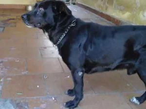 Cachorro raça Indefinida idade 6 ou mais anos nome Apolo