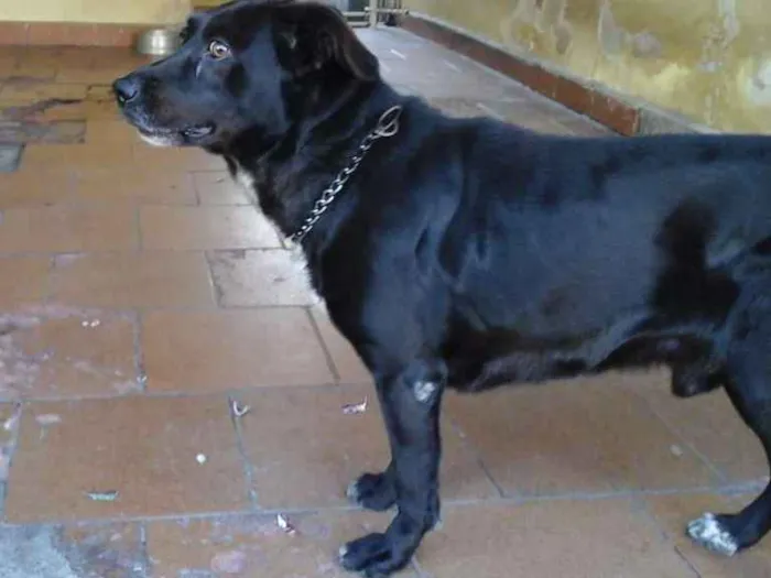 Cachorro ra a Indefinida idade 6 ou mais anos nome Apolo