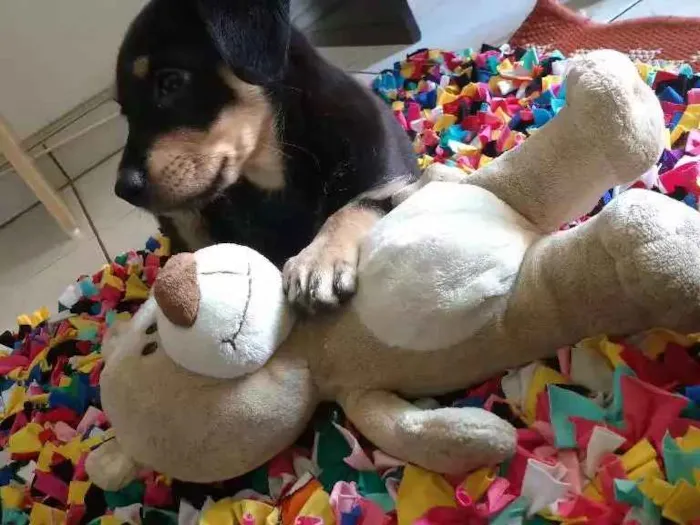 Cachorro ra a Nenhuma idade 2 a 6 meses nome Star