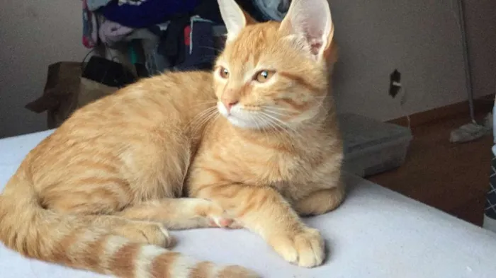 Gato ra a  idade 2 a 6 meses nome gatos filhotes