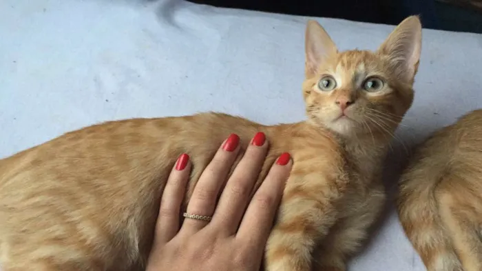 Gato ra a  idade 2 a 6 meses nome gatos filhotes