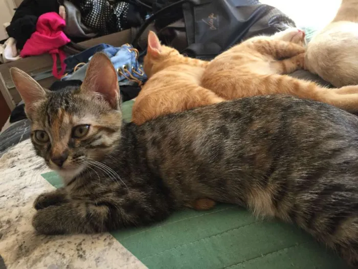 Gato ra a  idade 2 a 6 meses nome gatos filhotes