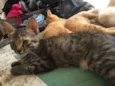 gatos filhotes