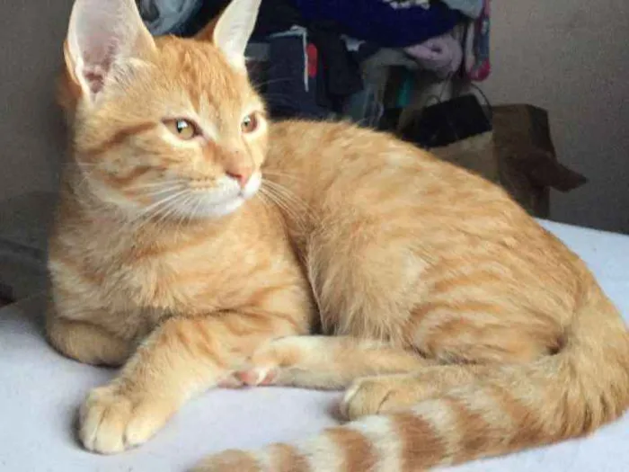 Gato ra a  idade 2 a 6 meses nome gatos filhotes
