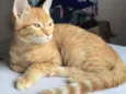 gatos filhotes