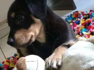 Cachorro raça Nenhuma idade 2 a 6 meses nome Star