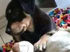 Cachorro raça Nenhuma idade 2 a 6 meses nome Star