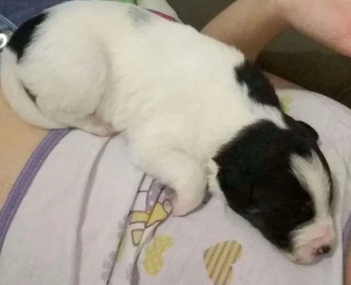Cachorro raça Viralatas idade 2 a 6 meses nome Filhotes