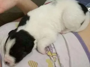 Cachorro raça Viralatas idade 2 a 6 meses nome Filhotes