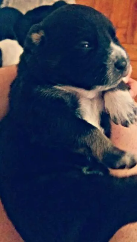 Cachorro raça Viralatas idade 2 a 6 meses nome Filhotes
