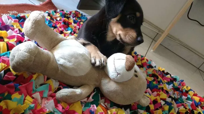 Cachorro ra a Nenhuma idade 2 a 6 meses nome Star