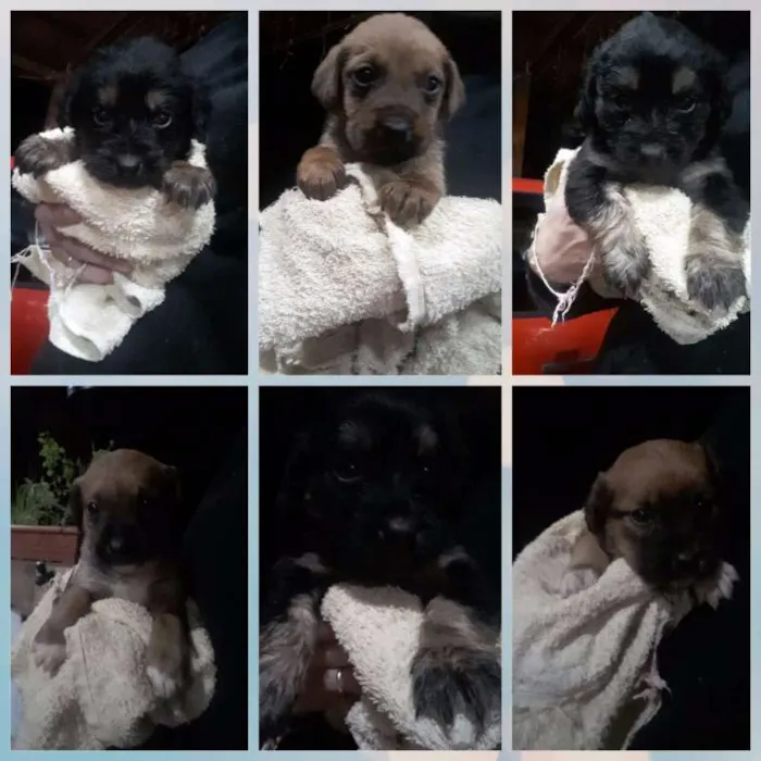 Cachorro ra a Vira Lata idade Abaixo de 2 meses nome Sem Nome