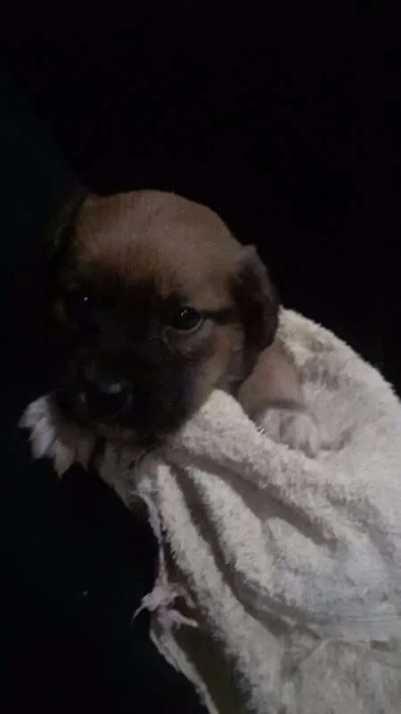 Cachorro ra a Vira Lata idade Abaixo de 2 meses nome Sem Nome