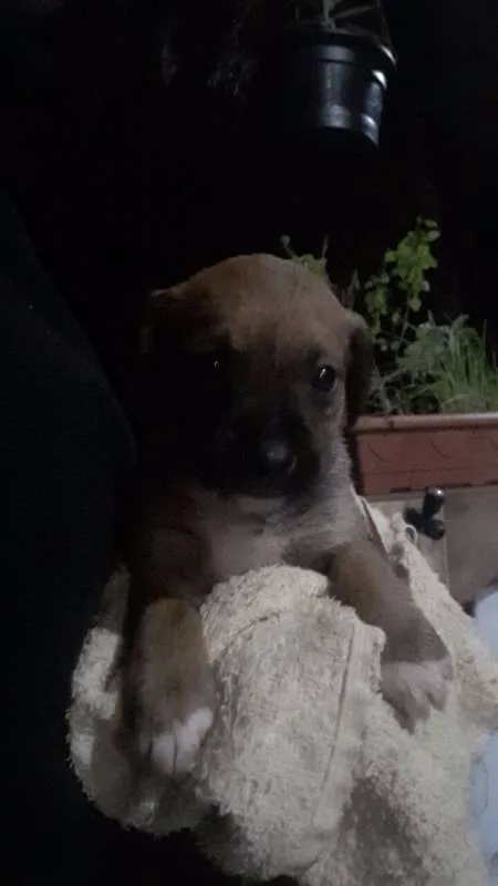 Cachorro ra a Vira Lata idade Abaixo de 2 meses nome Sem Nome