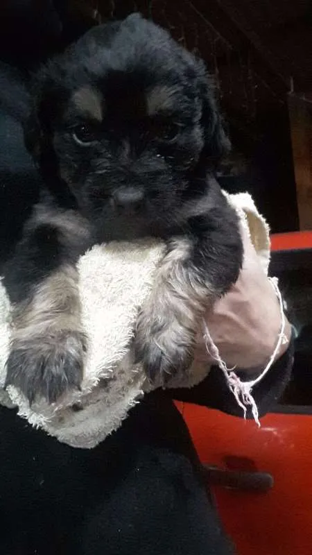 Cachorro ra a Vira Lata idade Abaixo de 2 meses nome Sem Nome
