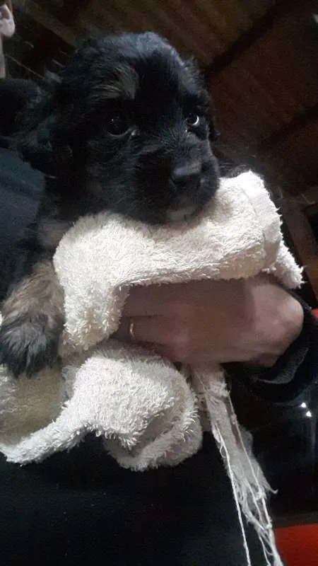 Cachorro ra a Vira Lata idade Abaixo de 2 meses nome Sem Nome