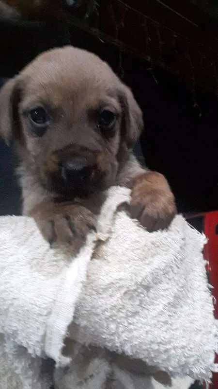 Cachorro ra a Vira Lata idade Abaixo de 2 meses nome Sem Nome
