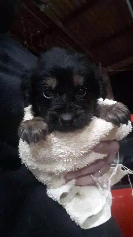 Cachorro ra a Vira Lata idade Abaixo de 2 meses nome Sem Nome