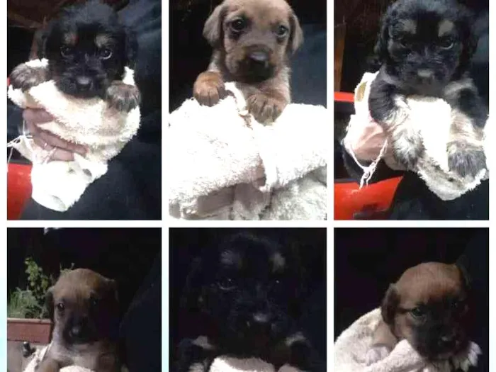Cachorro ra a Vira Lata idade Abaixo de 2 meses nome Sem Nome
