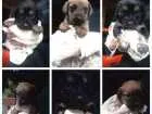 Cachorro raça Vira Lata idade Abaixo de 2 meses nome Sem Nome