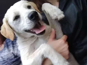Cachorro raça viralata idade 1 ano nome Patê