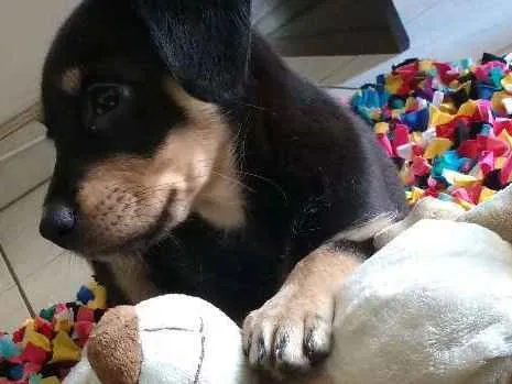 Cachorro ra a Nenhuma idade 2 a 6 meses nome Star
