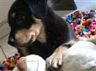 Cachorro raça Nenhuma idade 2 a 6 meses nome Star