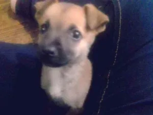 Cachorro raça Viralata idade 7 a 11 meses nome Luky