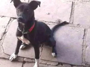 Cachorro raça Viralata idade 1 ano nome Chocolate