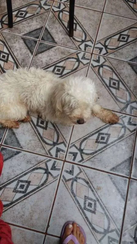 Cachorro ra a poodle idade 2 anos nome Giovanna